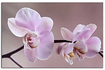 Obraz Orchidea fialová zs29017